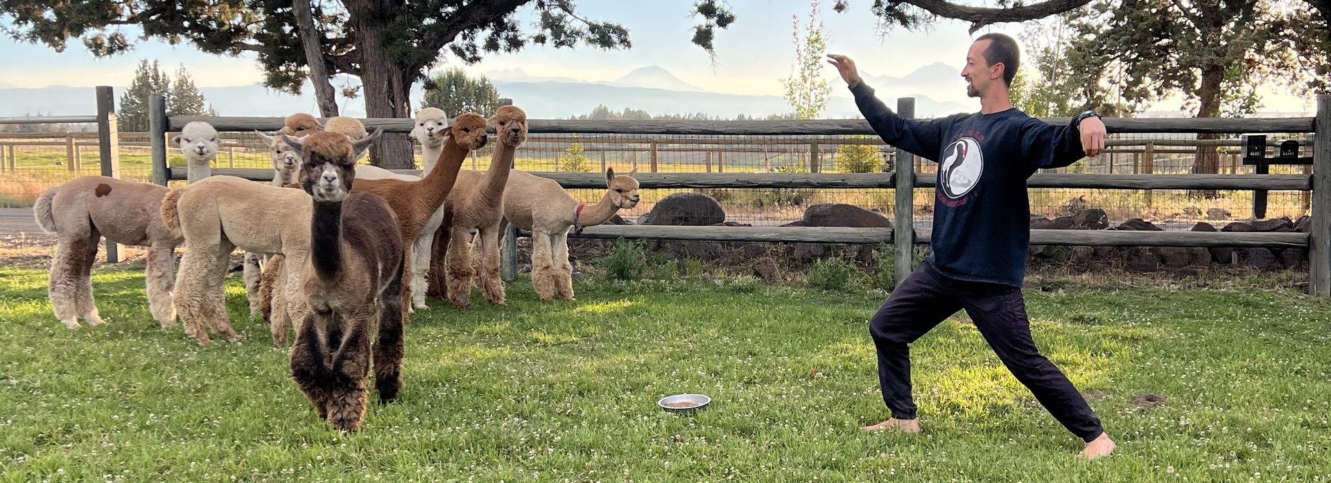 Tai chi with the herd