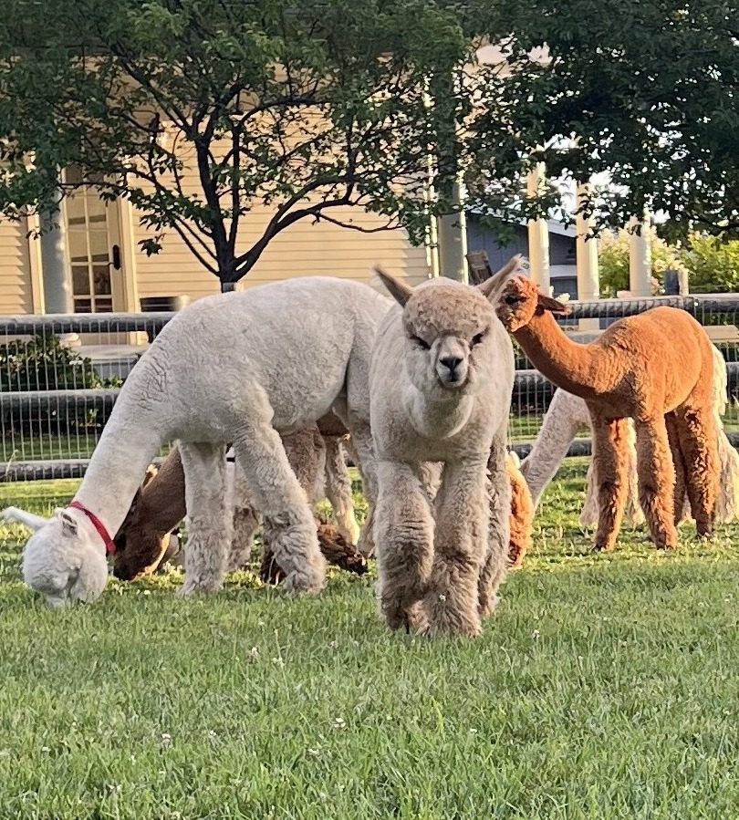 Alpaca looking at the camera