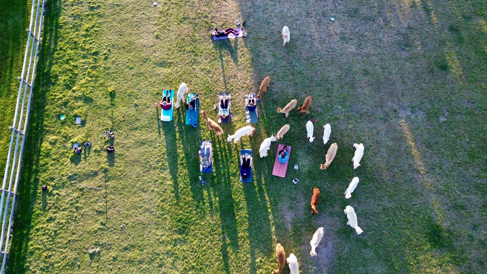 Pilates among the alpacas